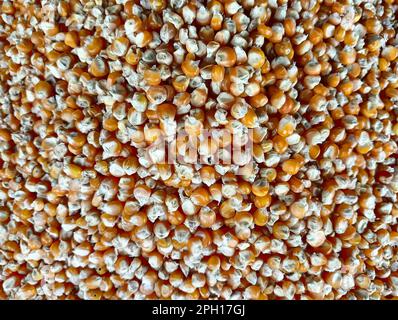 High angle close-up of a large pile of dried corn kernels (maize seeds) creating a natural golden texture. Stock Photo