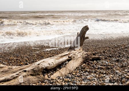 Close and selective focus on driftwood on a stony beach with the waves breaking in the background Stock Photo