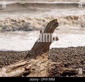 Close and selective focus on driftwood on a stony beach with the waves breaking in the background Stock Photo