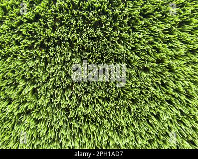 Artificial grass lawn texture. Artificial Turf Background. Greening with an artificial grass. Artificial turf laying background texture. Synthetic gra Stock Photo