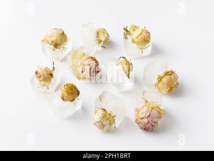 Conceptual composition rose buds in ice cubes on white isolation, roses frozen in ice. Stock Photo