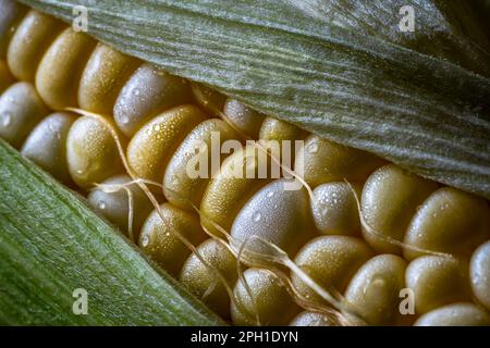 Sweet corn on the cobb. Macro shot Stock Photo