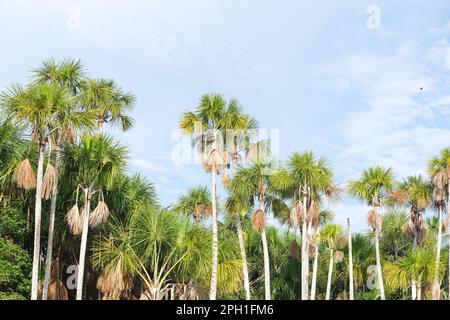 Sandoval lake view background wallpaper with sky, palm, forest and water. Open space area. Stock Photo