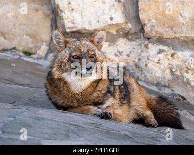 Golden jackal in nature tracks down prey. Stock Photo