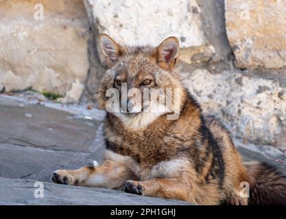 Golden jackal in nature tracks down prey. Stock Photo