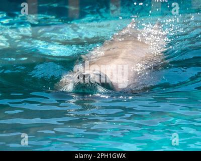 Very cute spotted seal pops up in the waves. Stock Photo