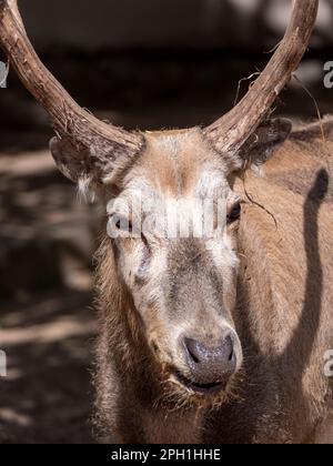 Portrait of an old deer in profile in summer Stock Photo