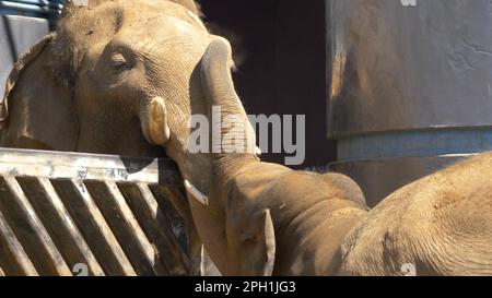 MOSCOW - SEPTEMBER 27: Moscow Zoo Asian elephant mother and baby are walking on September 27, 2019 in Moscow, Russia. Stock Photo