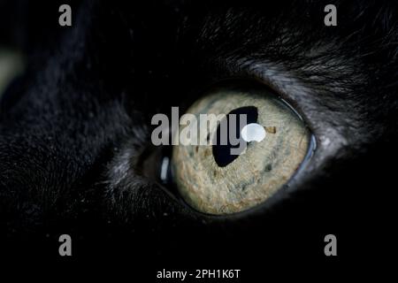 black cat's eye green macro Stock Photo