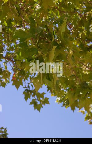View of the high branches of a shade plane tree (Platanus × hispanica) with the blue sky in the background Stock Photo