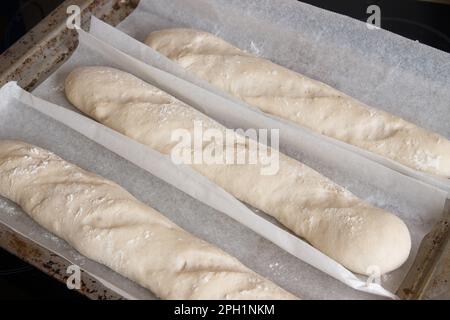 A baking tray with three loaves of raw bread with flour on top which are waiting to finish the fermentation and rising process before baking Stock Photo
