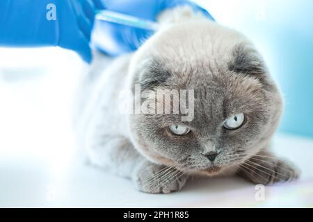 Vet examining cat. Veterinarian doctor in blue gloves vaccinating a Cat. Animal clinic. Pet check up and vaccination. Health care. Close up. Copy spac Stock Photo