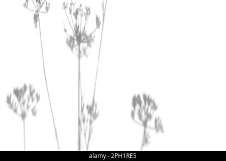 Abstract Shadows, blurred background of gray leaves and flowers. Dill leaf shadow on white wall Background. Blank copy space. Space for text. Blurred, Stock Photo