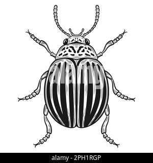 Striped colorado potato beetle, Leptinotarsa decemlineata harmful bug insect outline sketch. Garden plant pest control. Flying parasite animal. Vector Stock Vector