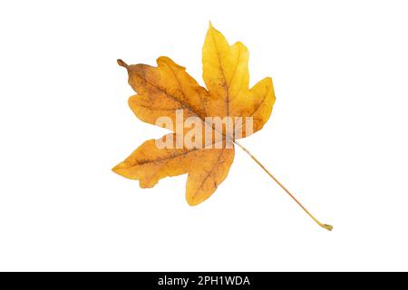 Maple fallen leaf isolated on white. Autumn season dry brown foliage. Stock Photo