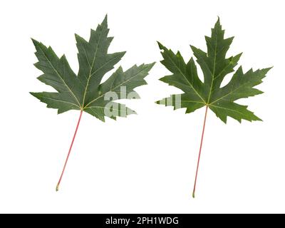 Green canadian maple leaves isolated on white. Canada symbol. Stock Photo