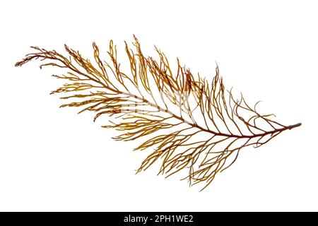 Cystoseira algae or brown seaweed  branch isolated on white. Stock Photo