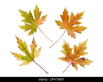 Silver maple or Acer saccharinum bright autumn colored four leaves set isolated on white. Stock Photo