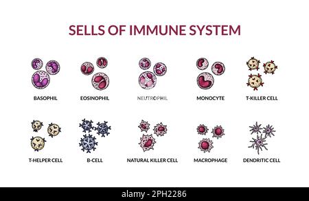 Cells of adaptive immune system. Human cells with names. Scientific microbiology vector illustration in sketch style. blood cellular components format Stock Vector