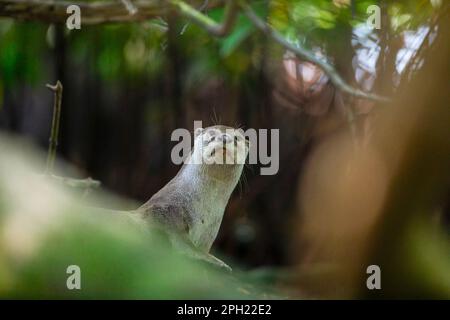 A smooth coated otter looks at the camera while resting on a beach in a mangrove forest, Singapore Stock Photo