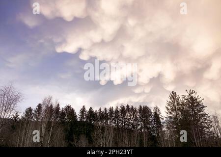 Gloomy cloudscape over rural land, gray sky with cloud formation and dark trees silhouettes. Early spring weather with majestic clouds. Stock Photo