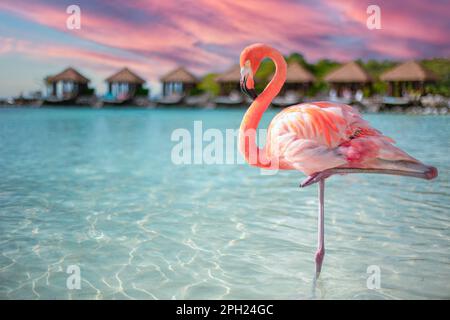 A closeup of a flamingo in the sea on Renaissance Island, Aruba Stock Photo