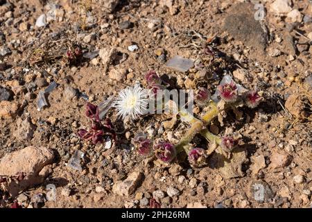 Mesembryanthemum crystallinum, plant, growing in the desert soil or among the stones. Blooming in the winter. Surrounded by pieces of broken glass. Fu Stock Photo