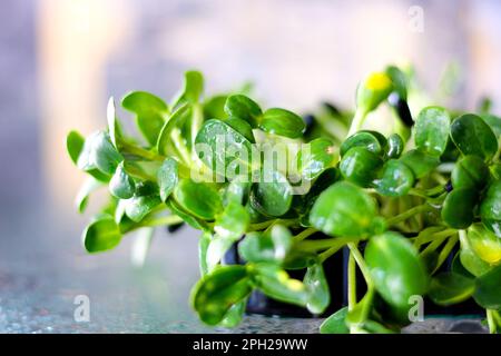Sunflower and mustard microgreen sprouts at the windowsill close up. Homegrown microgreen shoots. Healthy food concept. High quality photo Stock Photo