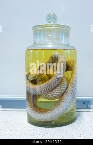 Glass preserving jar containing a grass snake or ringed snake (Tropidonotus natrix or Natrix natrix) in formalin Stock Photo