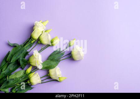 Eustoma white flowers on purple background, top view. Festive background, flat lay, copy space. Stock Photo