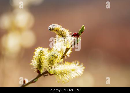 Blooming willow twig with ladybug in sunlight. Selective focus. Blurred bokeh background. Stock Photo