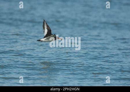 Eurasian Oystercatcher (Haematopus ostralegus) adult in flight over North Sea Stock Photo