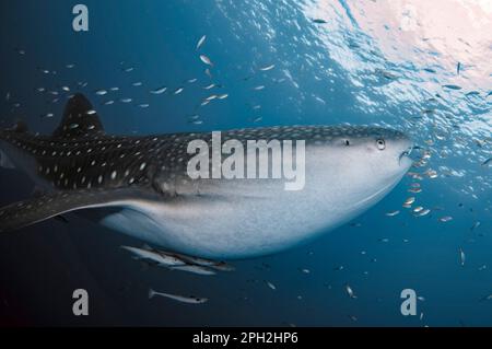 Whale Shark, Rhincodon typus, with Live Sharksucker, Echeneis naucrates, Cenderawasih Bay, West Papua, Indonesia Stock Photo