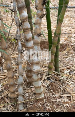 Buddha Belly Bamboo is scientifically known as Bambusa Ventricosa. This species is perfect for growing outdoors, or as a bonsai or indoor plant. Stock Photo