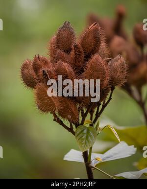 Bixa orellana, also known as achiote, is a shrub native to Central America. Bixa orellana is grown in many countries worldwide. Stock Photo