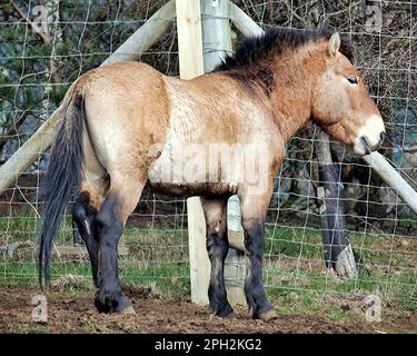 Przewalski's wild horses here at Edinburgh Zoo Stock Photo