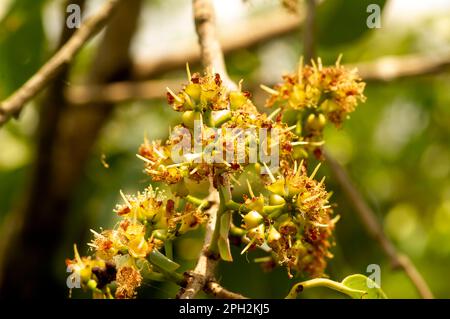 Jamblang, black plum, jamun, or duwet (Syzygium cumini) flowers, selected focus Stock Photo