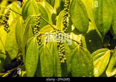 Lada, merica, Piper Nigrum, peppercorn, common pepper, fresh green pepper seed on the tree, shallow focus Stock Photo