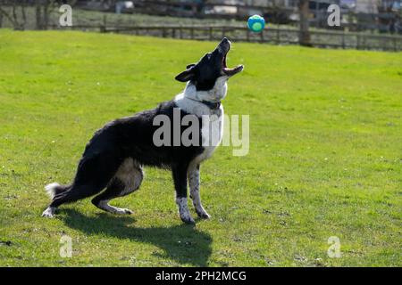 Black and White Border Collie jumping for a ball outside in a field in spring sunshine. Stock Photo
