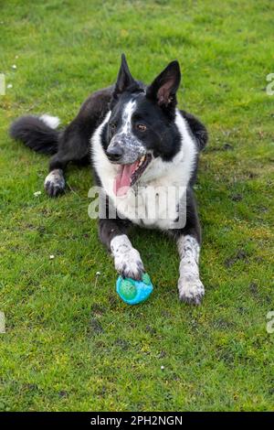 Black and white Border Collie lying down on grass with his paw protecting his ball Stock Photo