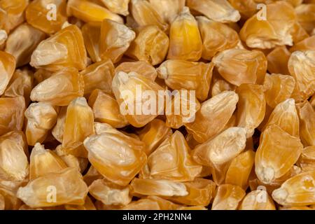 Closeup of sweet corn seeds ready for planting. Vegetable garden, organic gardening and farming concept. Stock Photo