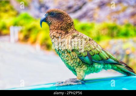 Endemic New Zealand Kea mountain parrot bird sitting on a roof of a passenger car in Milford Sound valley. Stock Photo