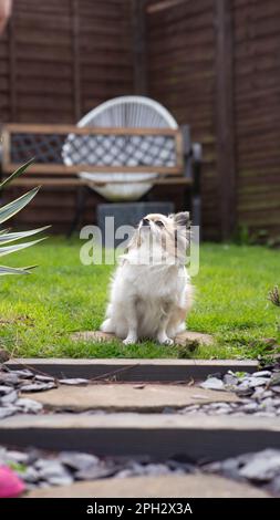 Small dog tri-coloured chihuahua sitting in the garden on a small stone Stock Photo