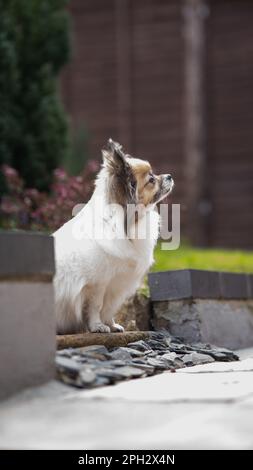 Small dog tri-coloured chihuahua sitting on small steps in the garden side view Stock Photo