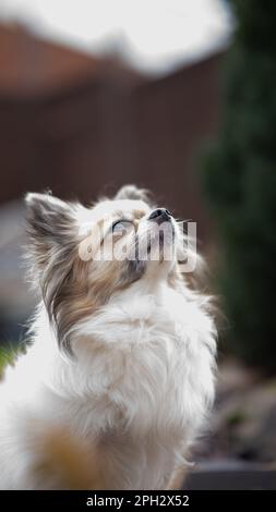 Small dog tri-coloured chihuahua looking upside portrait Stock Photo