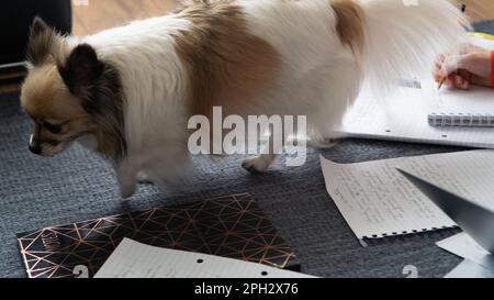Working at home with a small dog tri-coloured chihuahua walking on top of office/study documents. Stock Photo