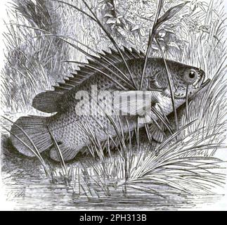 Climbing perch (Anabas testudineus) on land Stock Photo