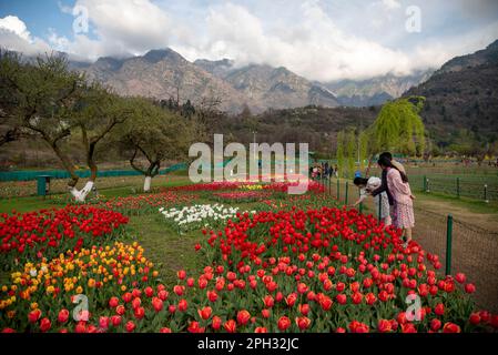 March 25, 2023, Srinagar, Jammu and Kashmir, India: Tourist touch blooming tulip flowers at the Indira Gandhi Memorial Tulip Garden in Srinagar. The Indira Gandhi Memorial Tulip Garden, formerly Siraj Bagh, boasts approximately 16 lakh tulips in over 68 varieties, which are the garden's main attraction during spring in Kashmir, which marks the start of peak tourist season. People are flocking to Kashmir's blossoming almond alcoves and tulip gardens. (Credit Image: © Idrees Abbas/SOPA Images via ZUMA Press Wire) EDITORIAL USAGE ONLY! Not for Commercial USAGE! Stock Photo