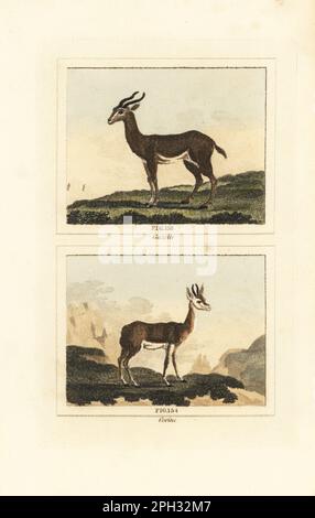 Dorcas gazelle, Gazella dorcas 153, and Senegalese corine (possibly the red-fronted gazelle, Eudorcas rufifrons) 154. Handcoloured copperplate engraving after Jacques de Seve from James Smith Barr’s edition of Comte Buffon’s Natural History, A Theory of the Earth, General History of Man, Brute Creation, Vegetables, Minerals, T. Gillet, H. D. Symonds, Paternoster Row, London, 1807. Stock Photo