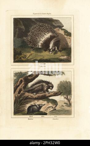 Crested porcupine, Hystrix cristata 162, tailless tenrec, Tenrec ecaudatus 164, and Brazilian porcupine, Coendou prehensilis 163. Porcupine, tendrac and coendou. Handcoloured copperplate engraving after Jacques de Seve from James Smith Barr’s edition of Comte Buffon’s Natural History, A Theory of the Earth, General History of Man, Brute Creation, Vegetables, Minerals, T. Gillet, H. D. Symonds, Paternoster Row, London, 1807. Stock Photo